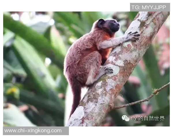 足球狨的奇妙世界探索与保护行动的必要性与紧迫性